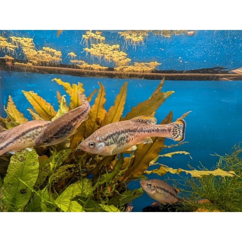 Ilyodon furcidens “Xantusi, Mexico” Trout Goodeid