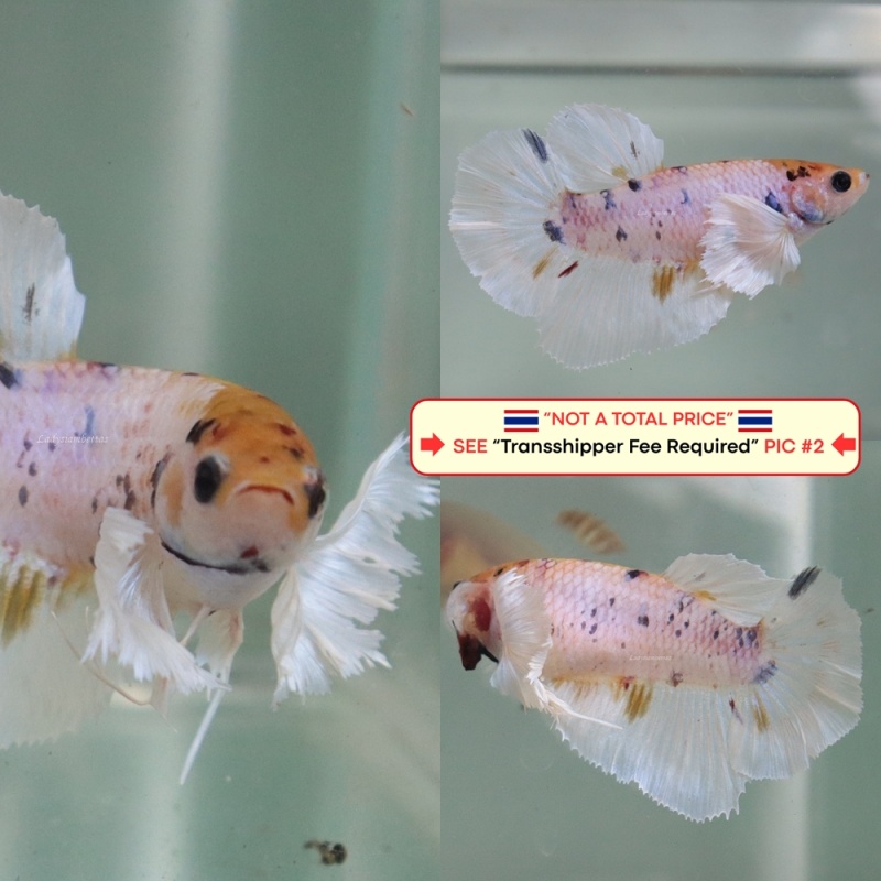 [Thailand] Marble Dot Dumbo HM (Female)