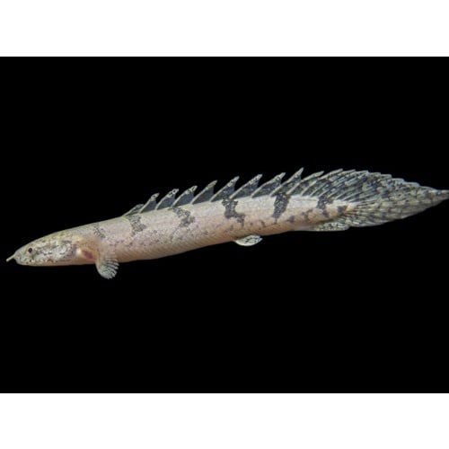 Delhezi bichir