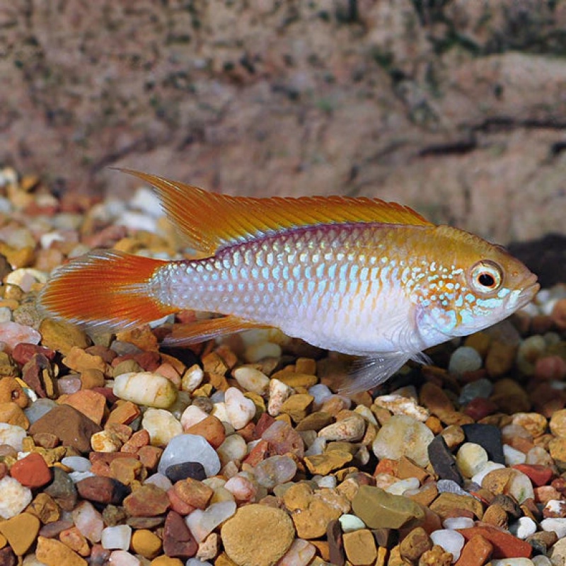 Apistograma agassizii "golden"