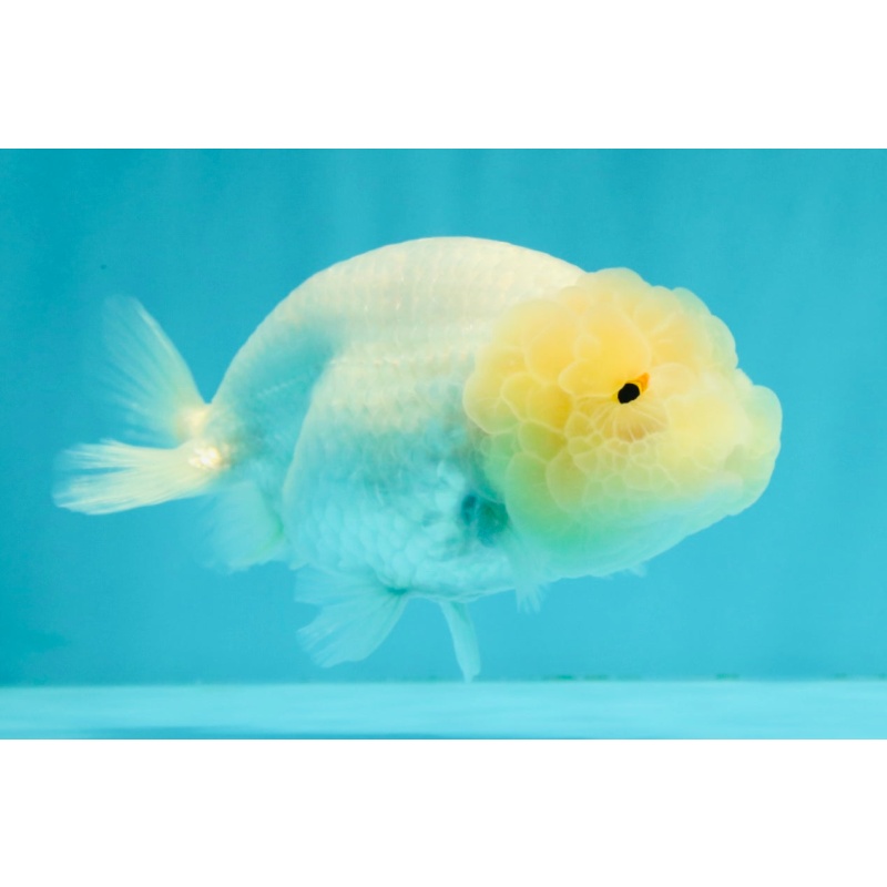 White Lionchu Female 4.5-5 inches