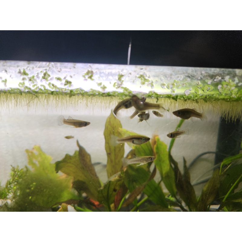 Mosquitofish (Gambusia affinis)