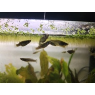 Mosquitofish (Gambusia affinis)