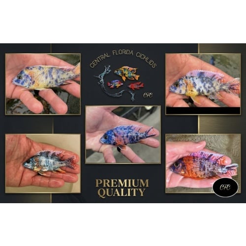 3.5-4" Ob Peacock MALE (Premium Quality, Rep Photos)