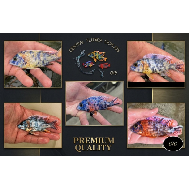 3.5-4" Ob Peacock MALE (Premium Quality, Rep Photos)