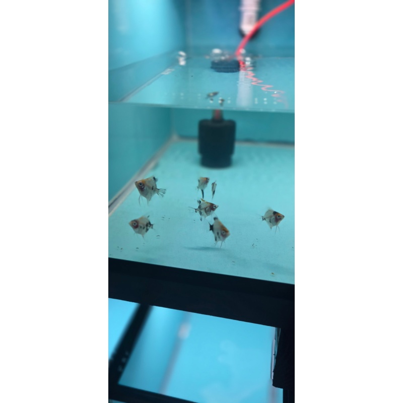 6 KOI Angelfish - Pterophyllum scalare - Tank-Raised, Live Arrival Guaranteed