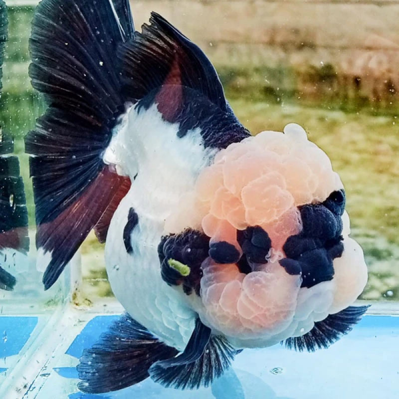 Fancy   Goldfish   Thai   Oranda   2"-4"   Body   Panda