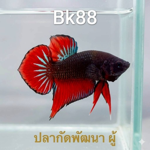 ชื่อสินค้า  Bk88 Red Black Plakat Betta Male