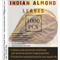1000Pcs almond leaves 4-5''inch catappa indian ketapang leaf A+  Shrimp betta fish aquarium
