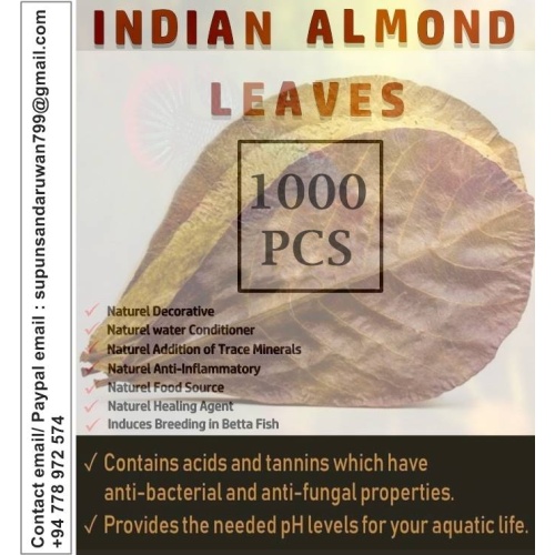1000Pcs almond leaves 4-5''inch catappa indian ketapang leaf A+  Shrimp betta fish aquarium