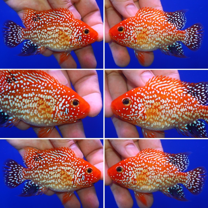High Quality faded Super Red texas 4 inch