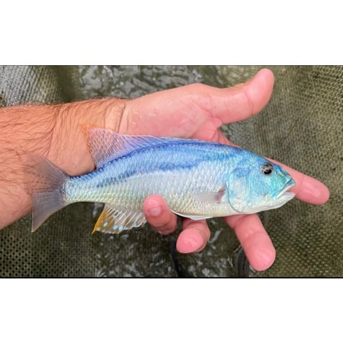 1.5"-2.5" Hawk (Unsexed)
