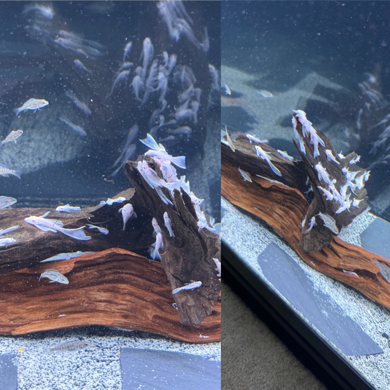 5 Long Fin Snow BN Plecos Shipped