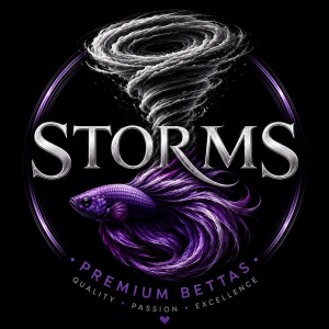 Storms Premium Bettas
