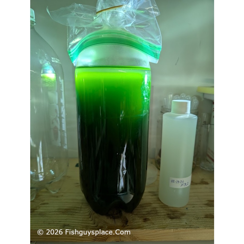 M. contortum - New fast growing microalgae kit for green water. Perfect for Daphnia and Moina!
