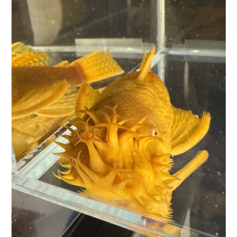 Bristlenose Albino Adult Plecos - Pair