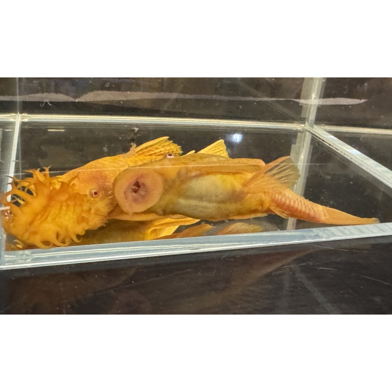 Bristlenose Albino Adult Plecos - Pair
