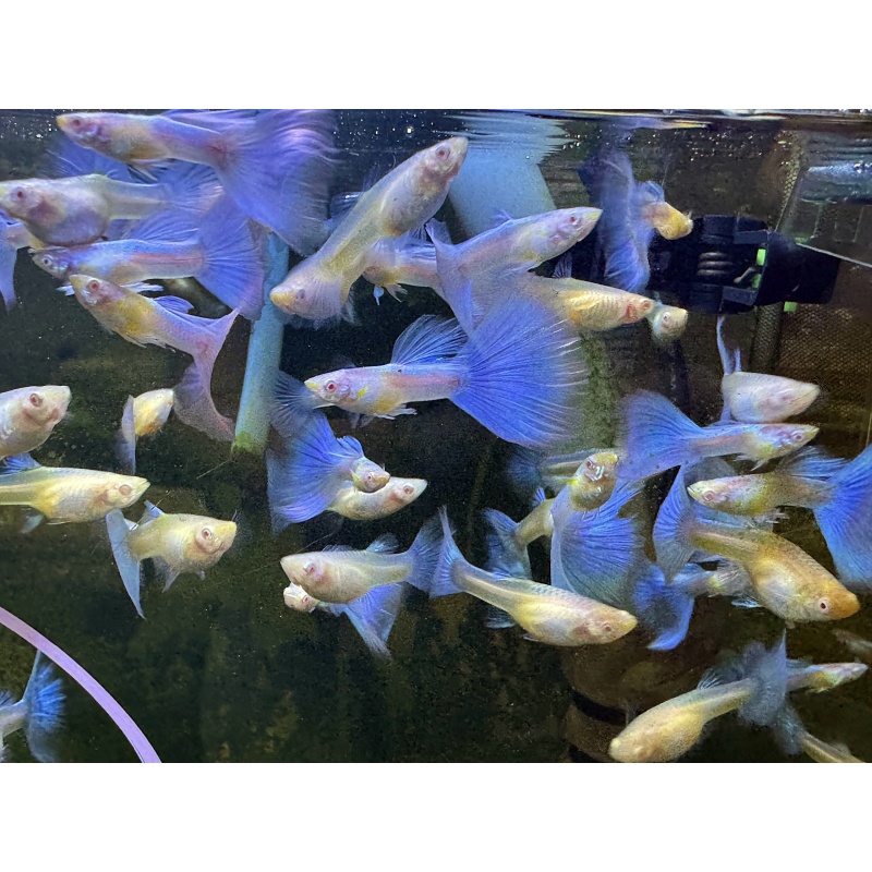 Albino Blue Topaz Guppies - Adult Pairs, Trios