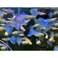 Albino Blue Topaz Guppies - Adult Pairs, Trios