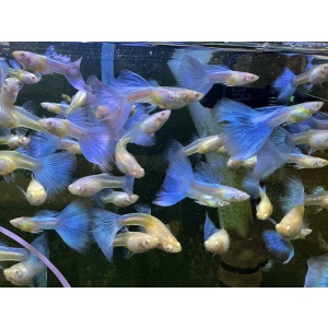 Karen's Guppies