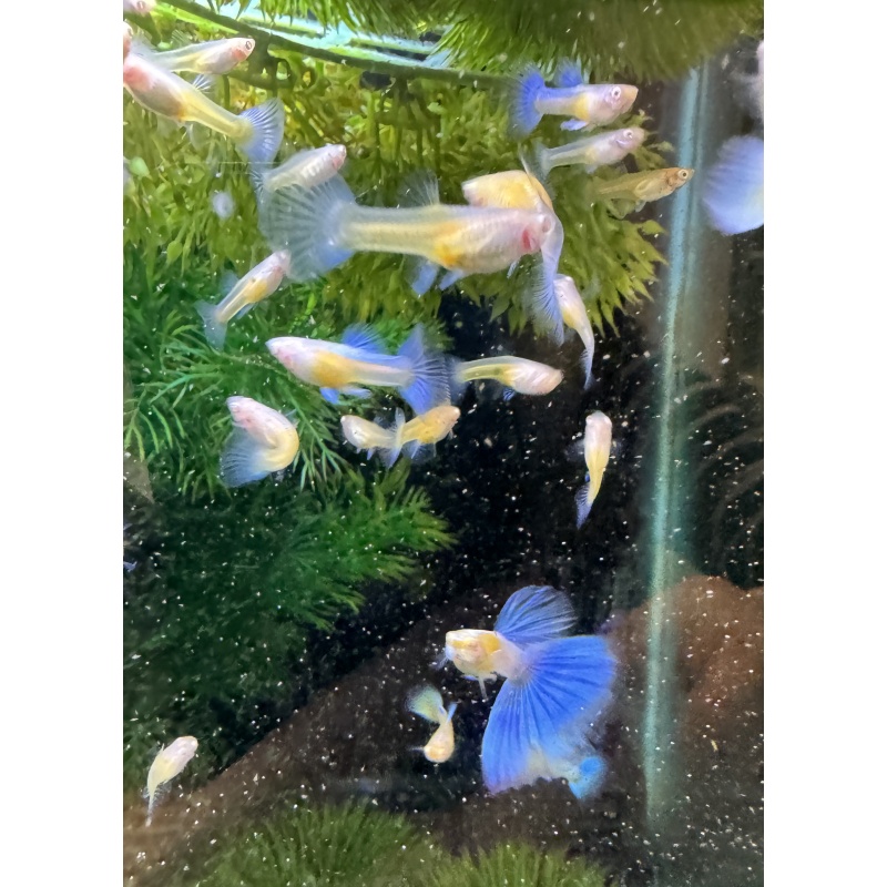 Albino Blue Topaz Guppies - Pairs