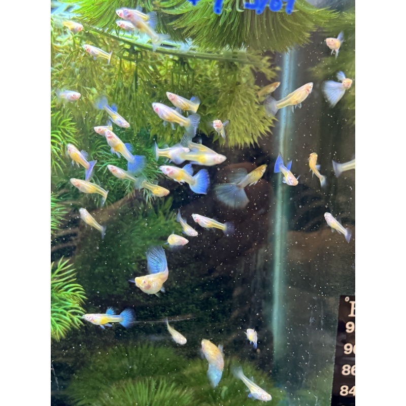 Albino Blue Topaz Guppies - Trios