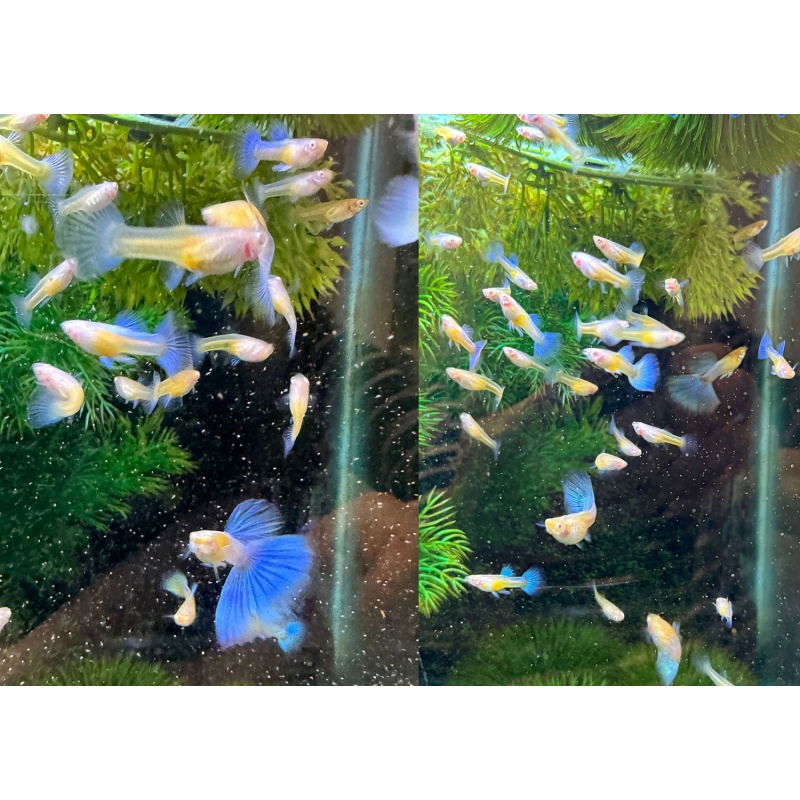Albino Blue Topaz Guppies - Adult Pairs, Trios