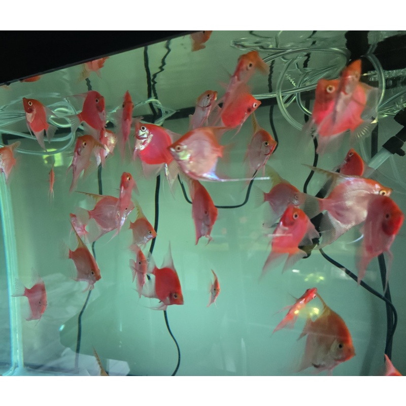 6 Red Adult Angelfish
