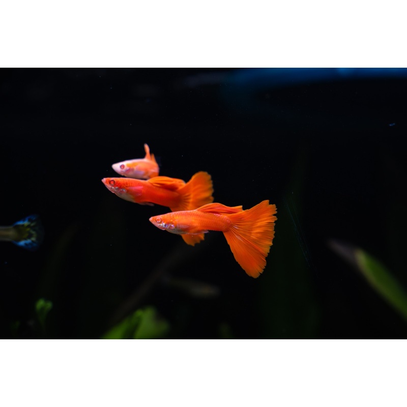 Albino Full Red Guppies - Adult Pairs, Trios