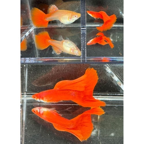 Albino Full Red Guppies - Adult Pairs, Trios