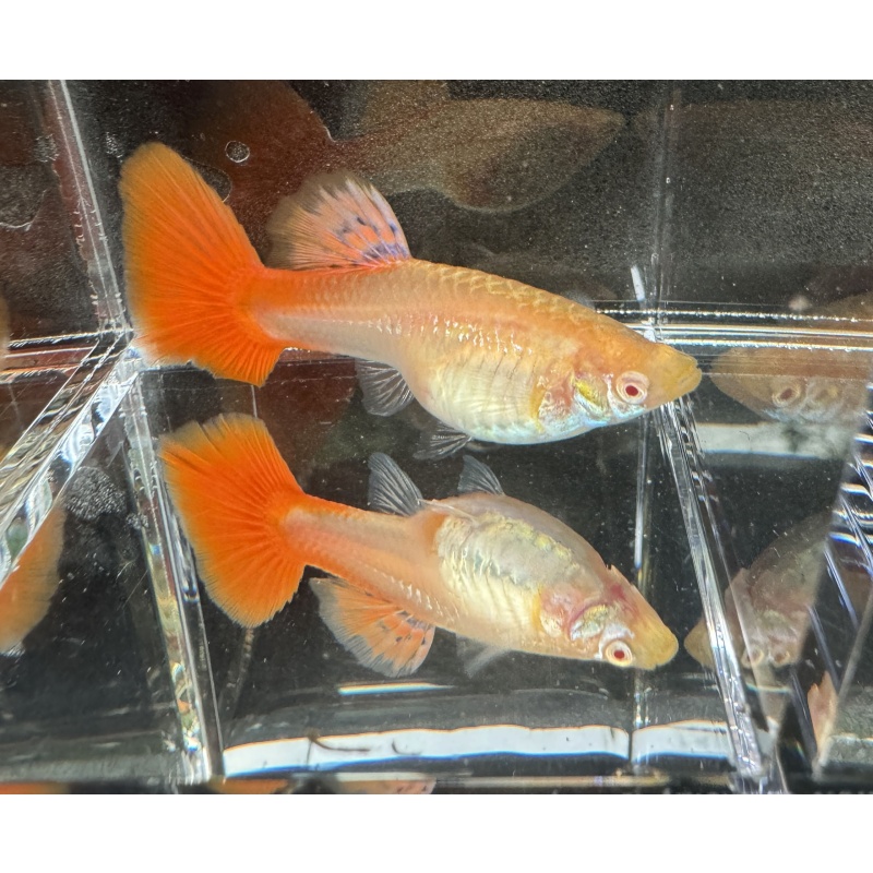 Albino Full Red Guppies - Adult Pairs, Trios