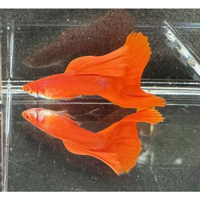 Albino Full Red Guppies - Trios