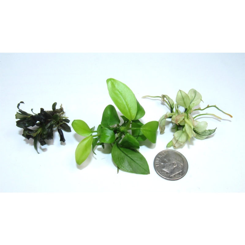 Anubias Gold, Nana Ice & Bucephalandra Ghost Brownie live aquarium beginner plants | 3-Pack Rhizome Lot
