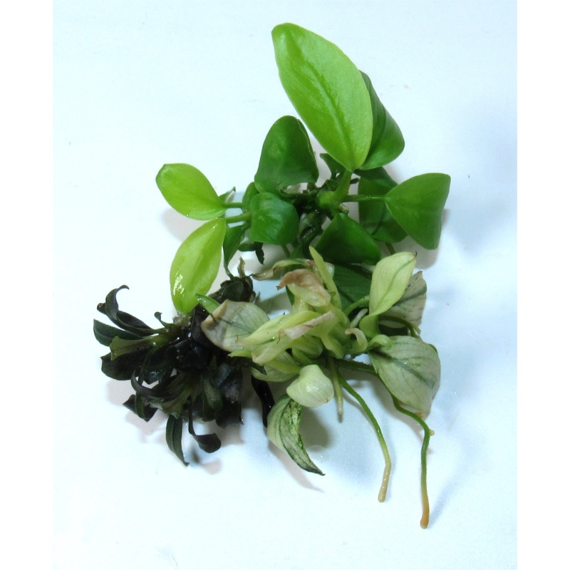 Anubias Gold, Nana Ice & Bucephalandra Ghost Brownie live aquarium beginner plants | 3-Pack Rhizome Lot