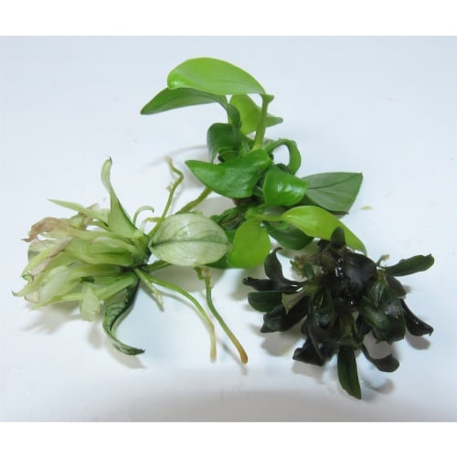 Anubias Gold, Nana Ice & Bucephalandra Ghost Brownie live aquarium beginner plants | 3-Pack Rhizome Lot
