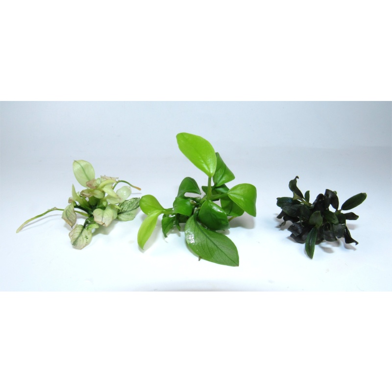 Anubias Gold, Nana Ice & Bucephalandra Ghost Brownie live aquarium beginner plants | 3-Pack Rhizome Lot