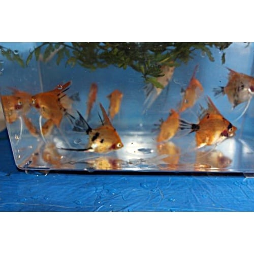 10 ORANGE KOI ANGELFISH!!!NICE!!!