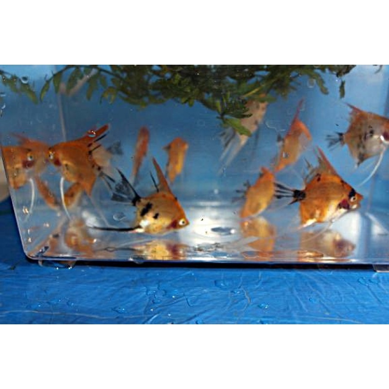 10 ORANGE KOI ANGELFISH!!!NICE!!!