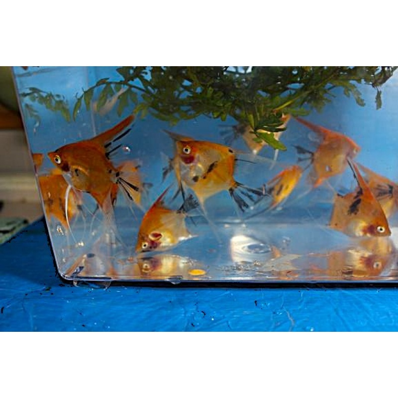 10 ORANGE KOI ANGELFISH!!!NICE!!!