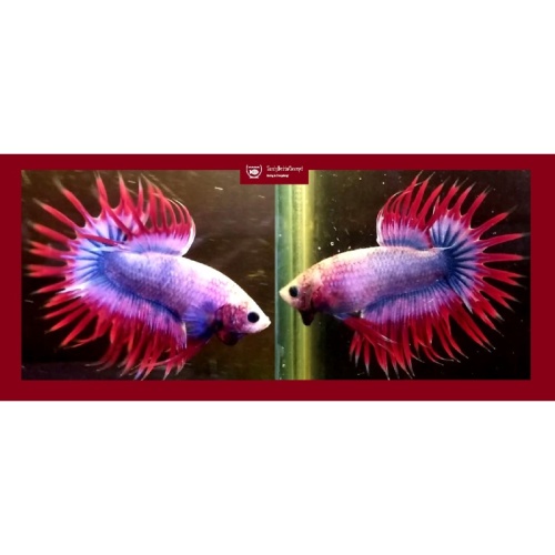 APACHE CROWNTAIL!! #1 (Shipping Cost Included in Price)