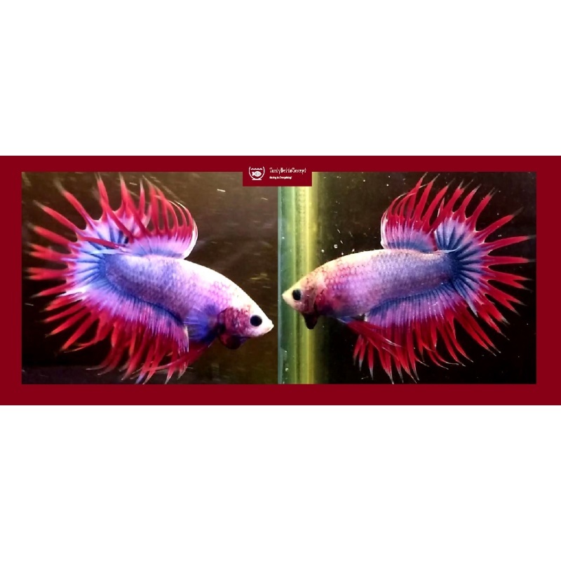 APACHE CROWNTAIL!! #1 (Shipping Cost Included in Price)