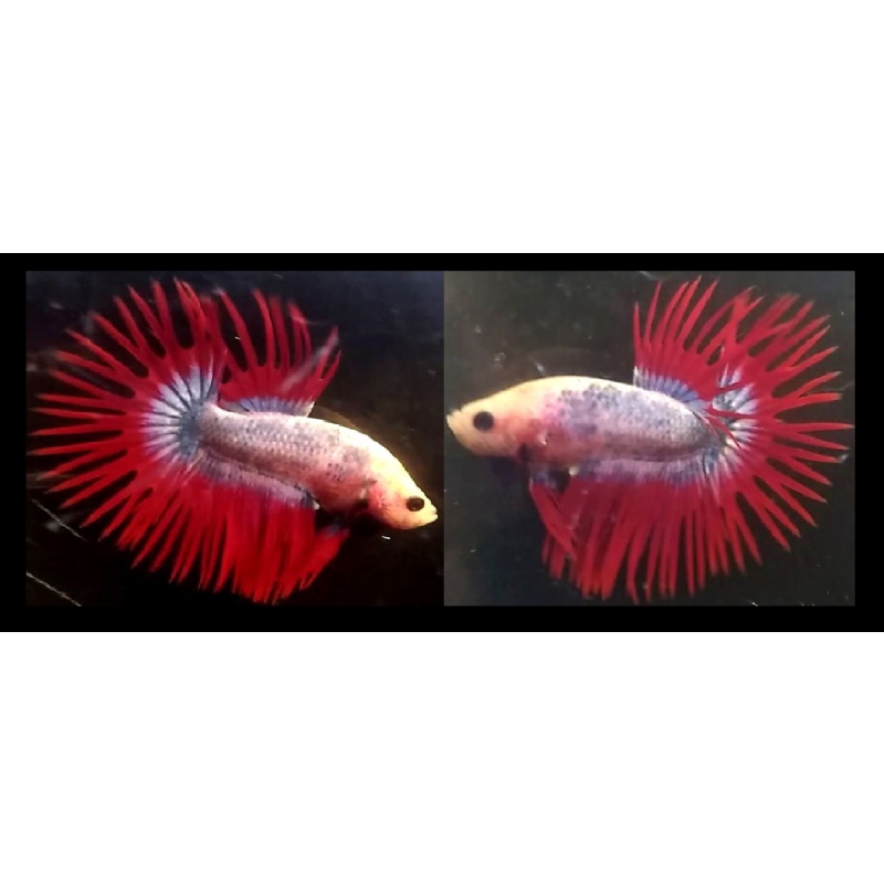 APACHE CROWNTAIL!! #1 (Shipping Cost Included in Price)