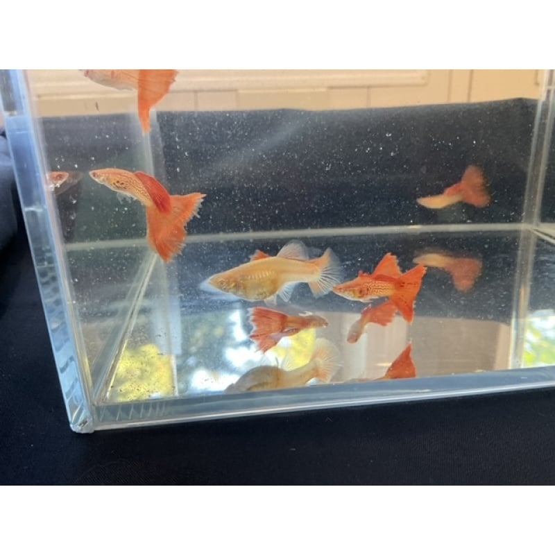 Albino Red Lace Guppies - Adult Pairs, Trios
