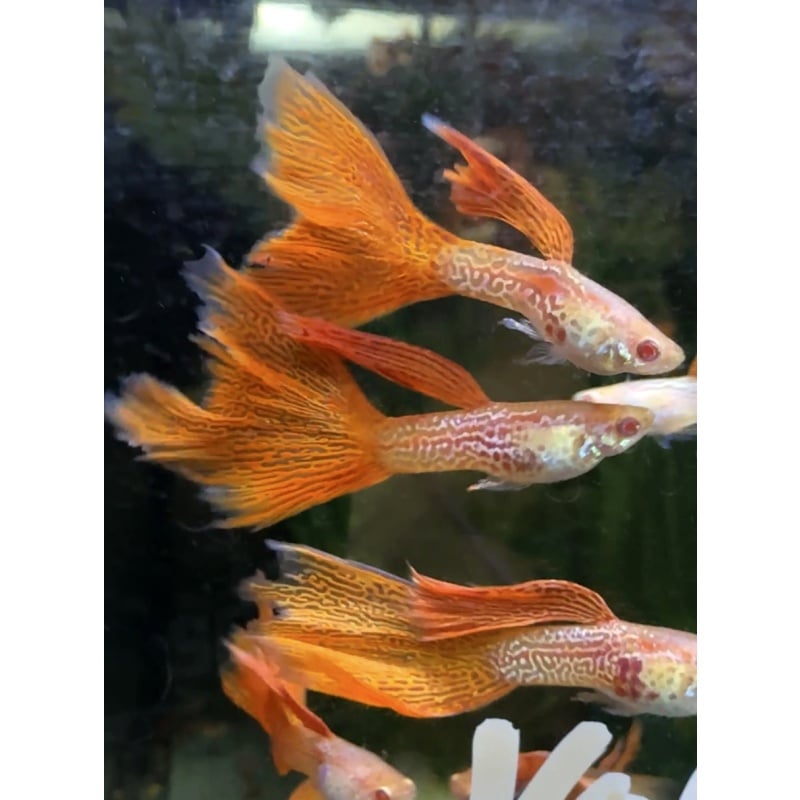 Albino Red Lace Guppies - Adult Pairs, Trios