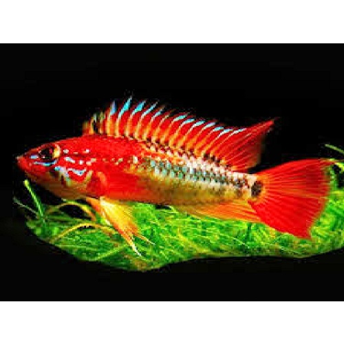 PAIR of Apistogramma macmasteri Ashaninka" EXTREME Red