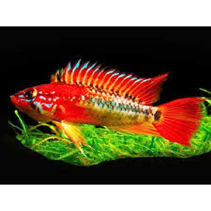 PAIR of Apistogramma macmasteri Ashaninka" EXTREME Red