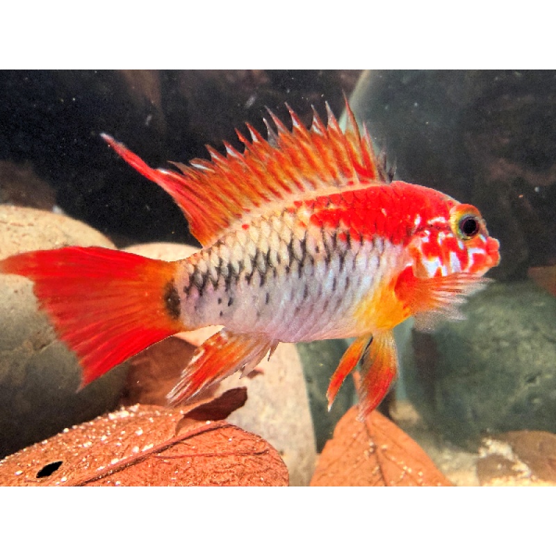 PAIR of Apistogramma macmasteri Ashaninka" EXTREME Red shipping included