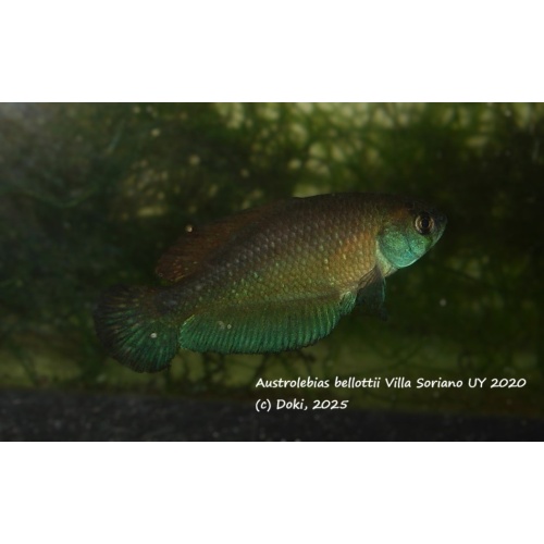 Austrolebias bellottii Villa Soriano UY 2020, + 40 eggs