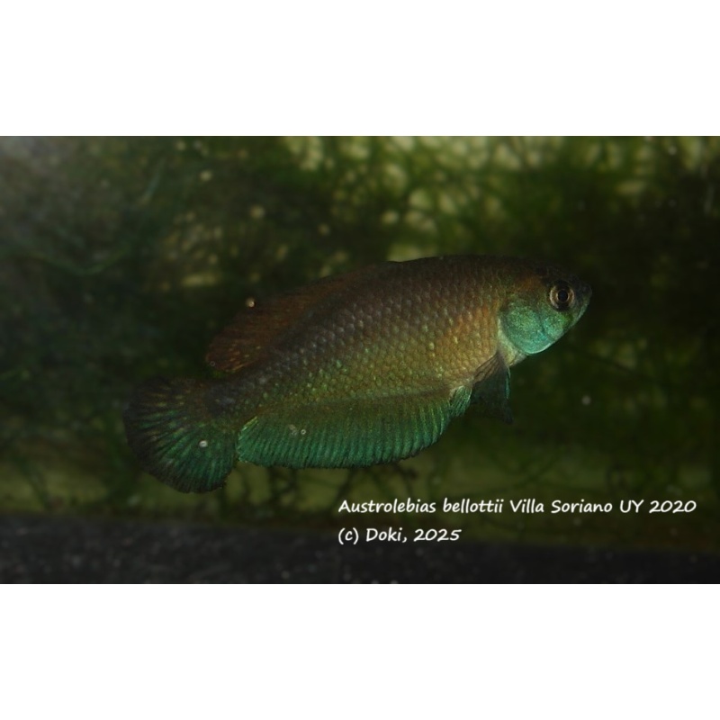 Austrolebias bellottii Villa Soriano UY 2020, + 40 eggs