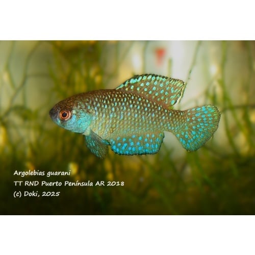 Argolebias guarani TT RND Puerto Península AR 2018, 40 eggs